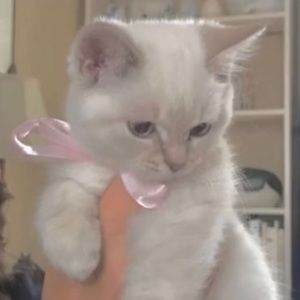 Meet your Posher, Emma